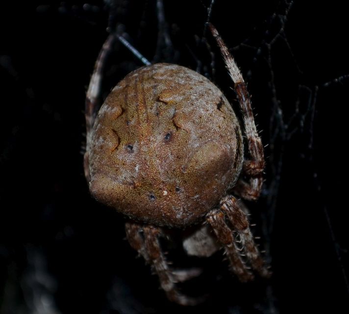 Araneus circe/angulatus