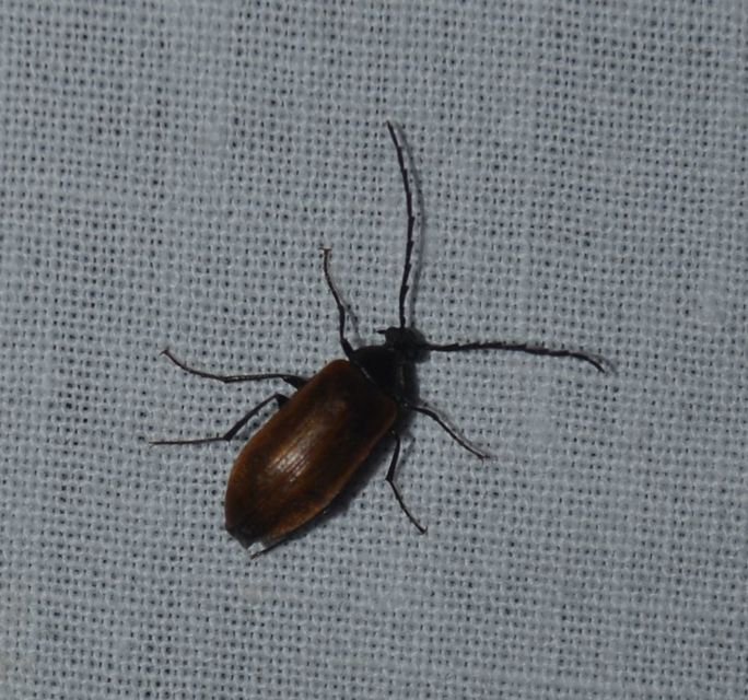 Pseudocistela ceramboides - narancssárga alkonybogár