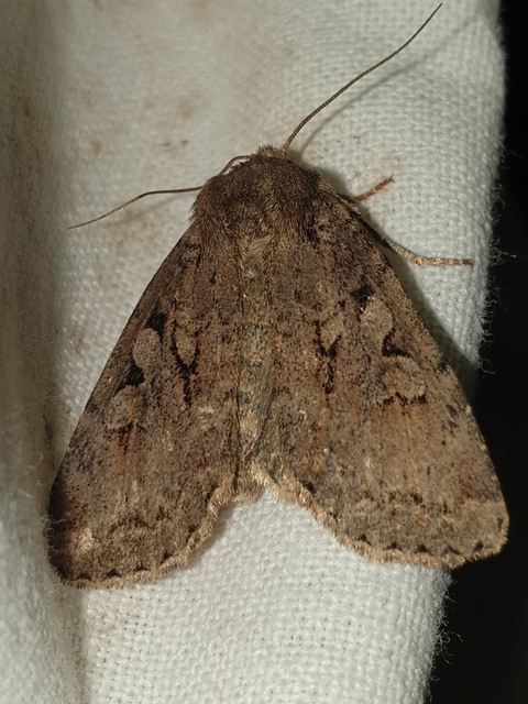 Apterogenum ypsillon - ipszilon-erdeibagoly