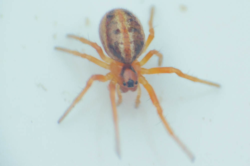 Hypsosinga