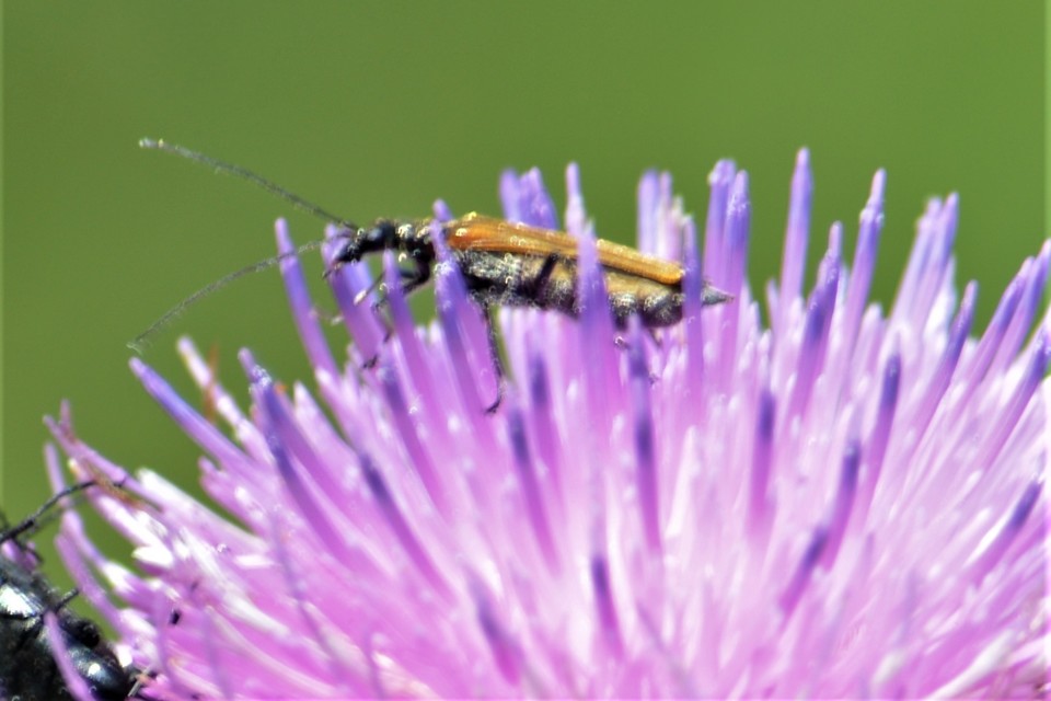 Oedemera femorata - sárgahátú álcincér
