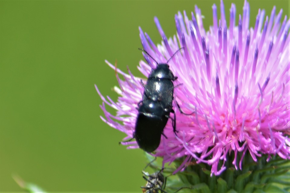 Podonta nigrita - szerecsenbogár