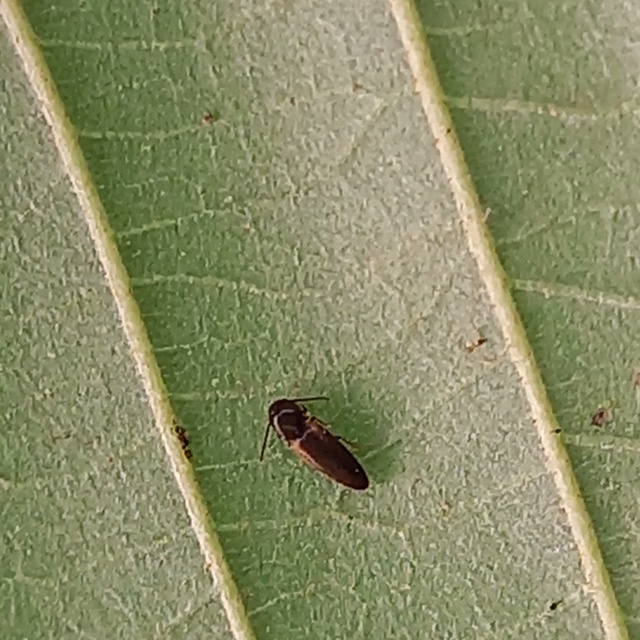 Adrastus