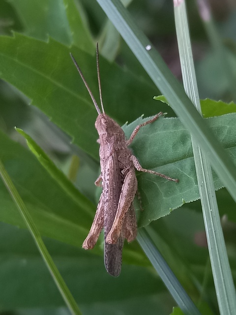 Chorthippus brunneus - közönséges tarlósáska