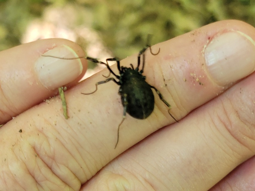 Egaenus convexus