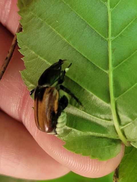 Anisoplia austriaca - osztrák szipoly