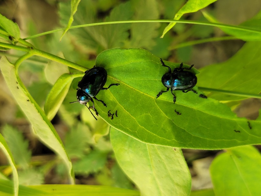 Chrysochus asclepiadeus - tündöklő méreggyiloklevelész