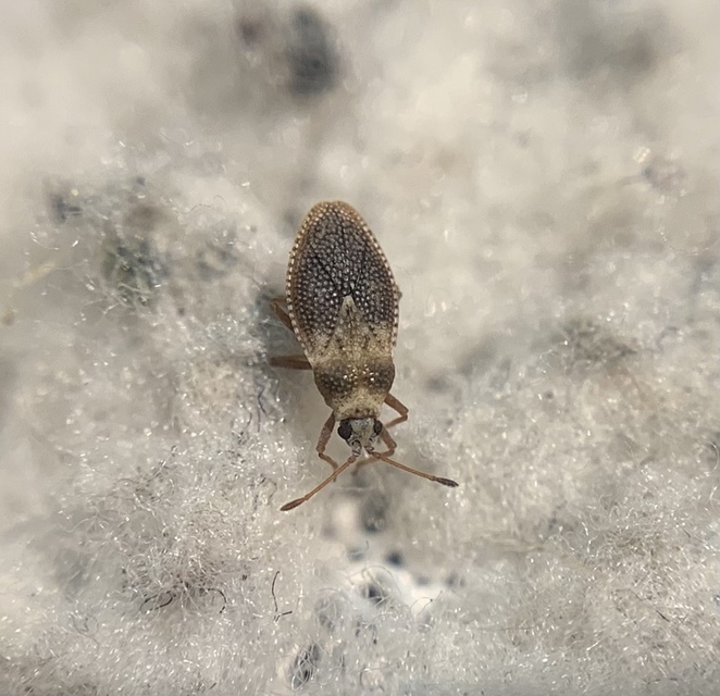 Oncochila simplex Oncochila simplex