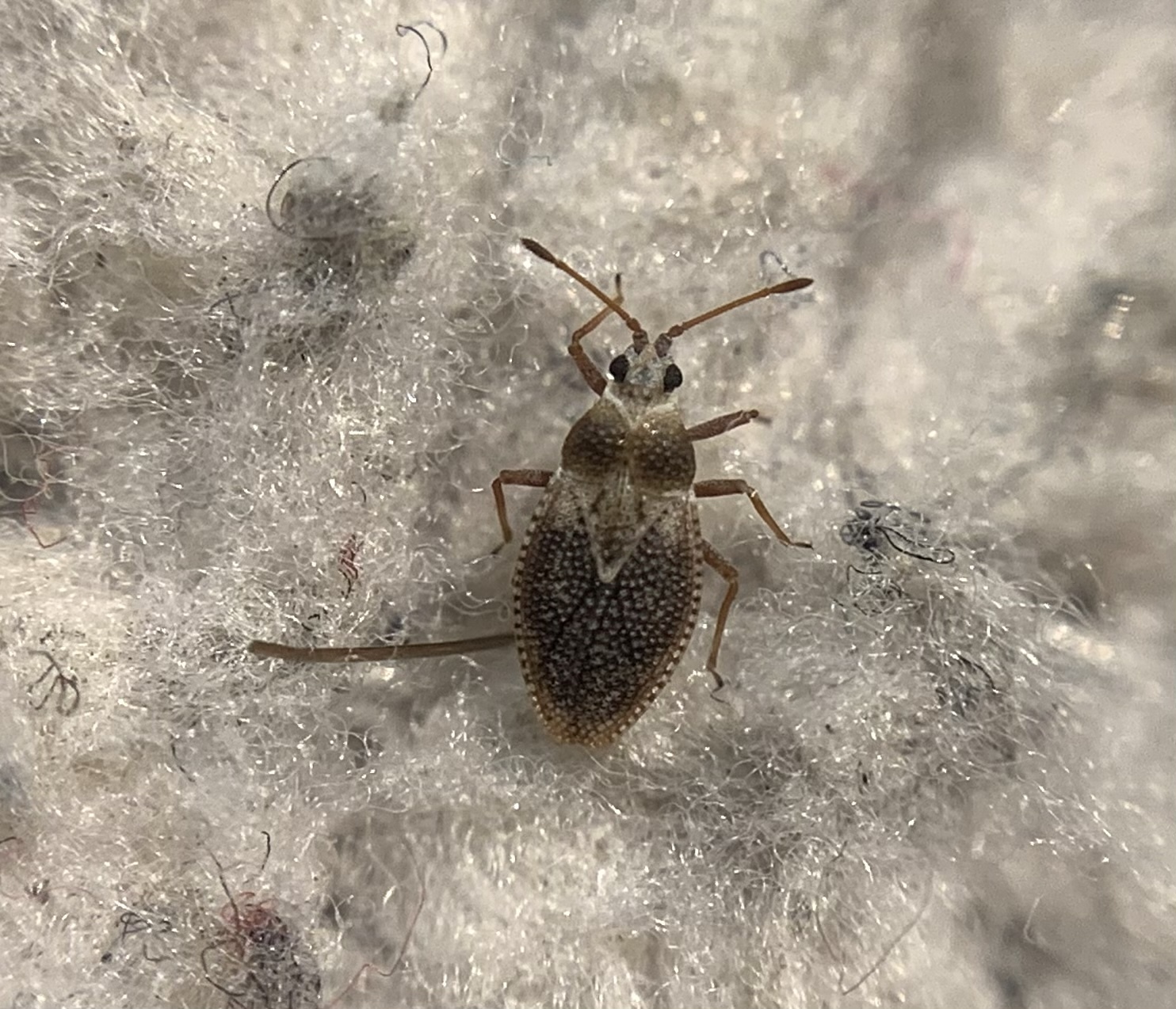 Oncochila simplex