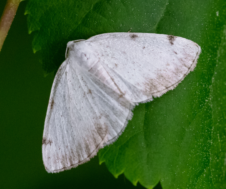 Lomographa bimaculata - kétpontos fehéraraszoló