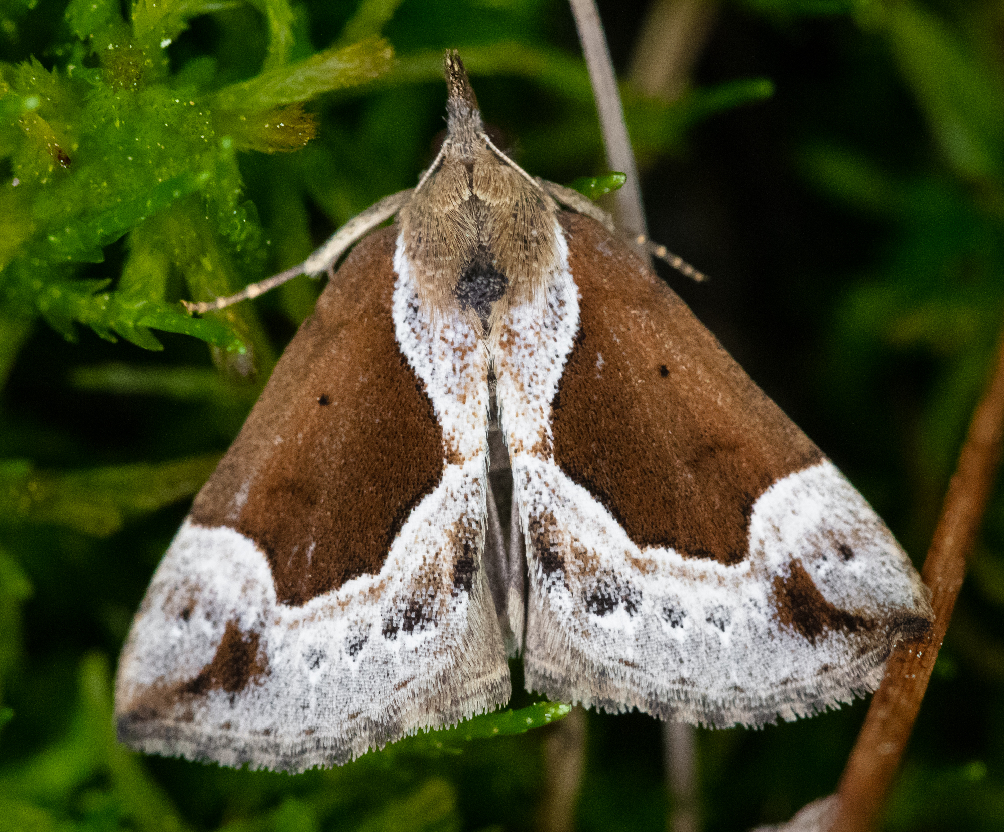 Hypena crassalis - fehérszegélyű karcsúbagoly