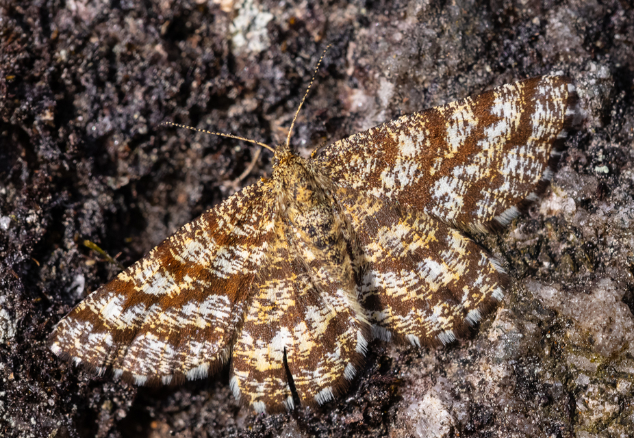 Ematurga atomaria - barna rétiaraszoló
