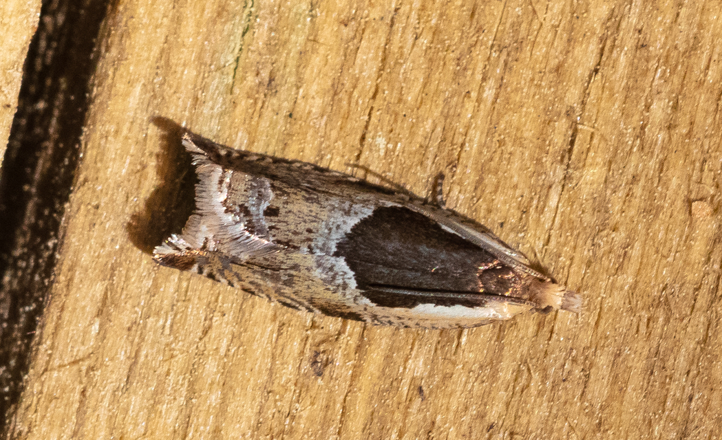 Ancylis