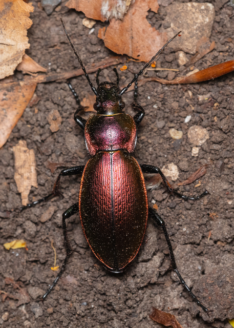 Carabus scheidleri - változó futrinka