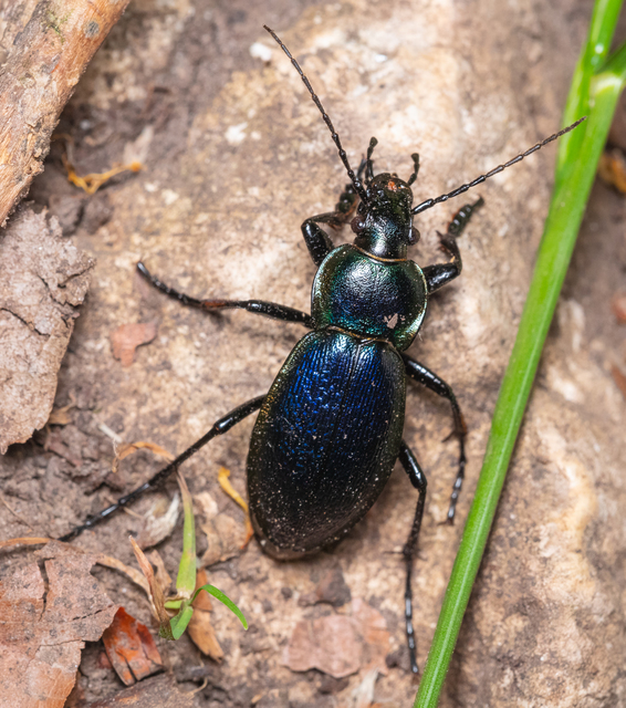 Carabus scheidleri - változó futrinka