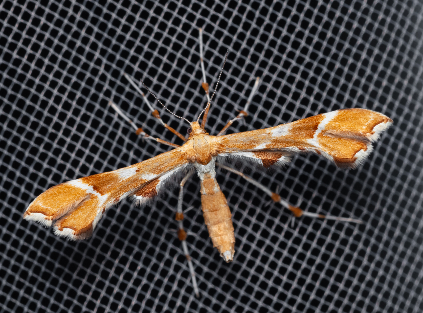 Cnaemidophorus rhododactyla - rózsabogyó-tollasmoly