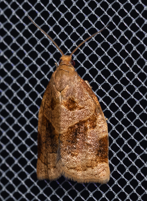 Archips crataegana - cseresznyeilonca