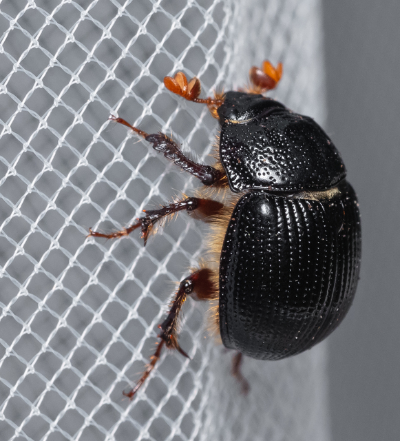 Odonteus armiger - mozgószarvú álganéjtúró