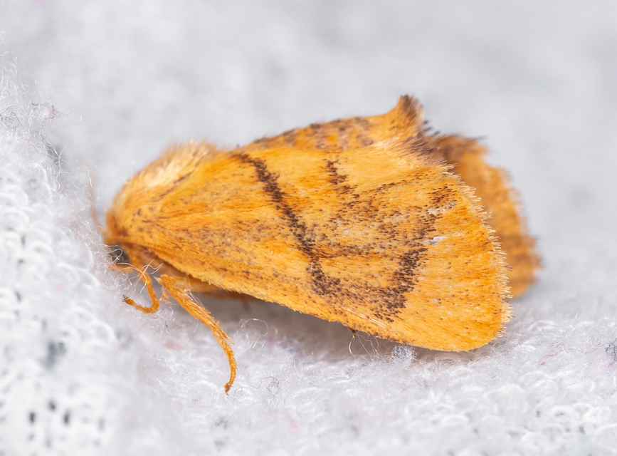 Apoda limacodes - kagylólepke