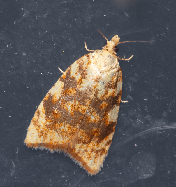 Aleimma loeflingiana - tölgylevél-sodrómoly Aleimma loeflingiana - tölgylevél-sodrómoly