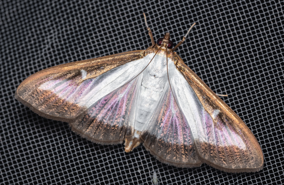 Cydalima perspectalis - puszpáng-tűzmoly