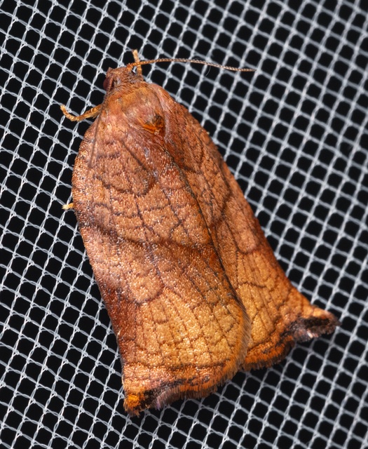 Archips podana - dudvarágó sodrómoly