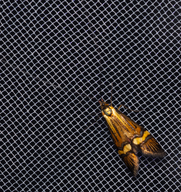 Nemophora degeerella - pompás tőrösmoly