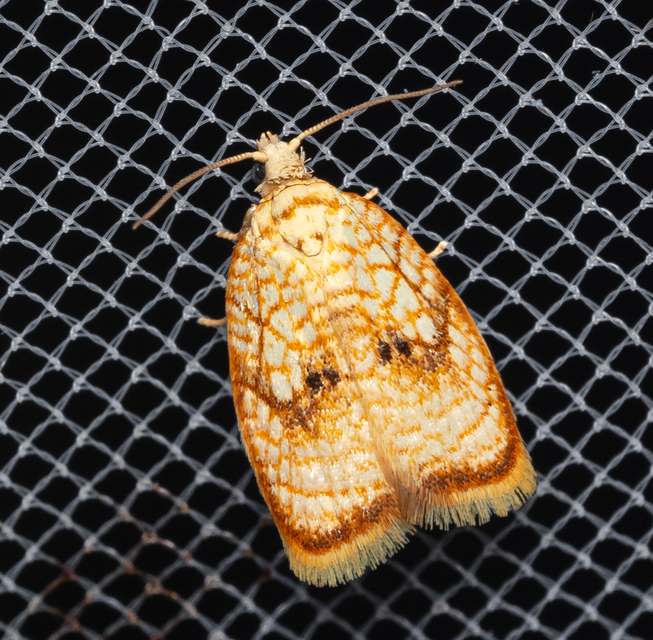 Acleris forsskaleana - juharos levélmoly