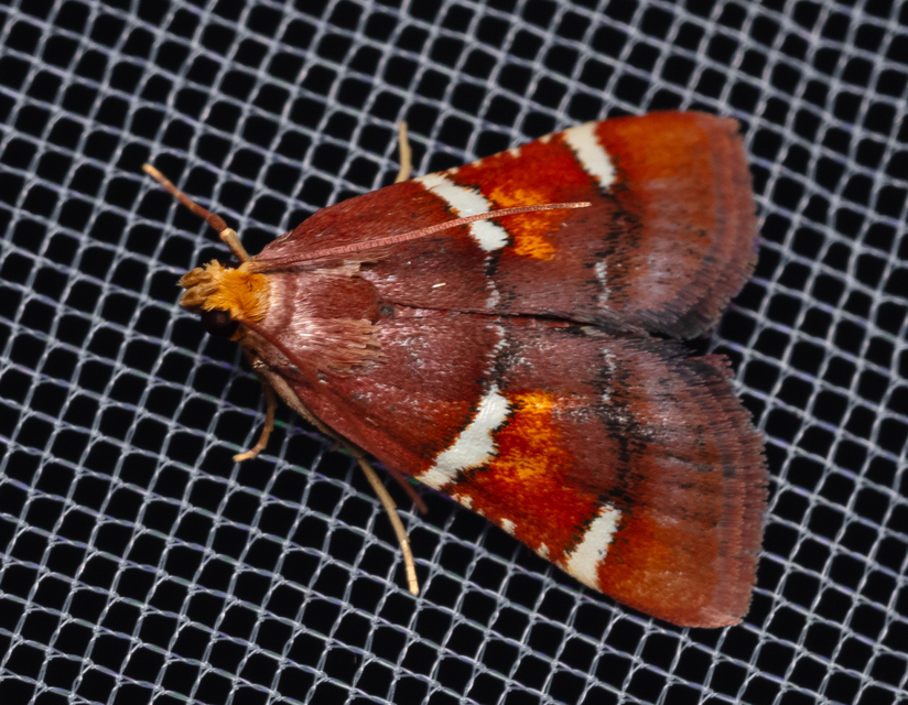 Pyralis regalis - pompás fényilonca