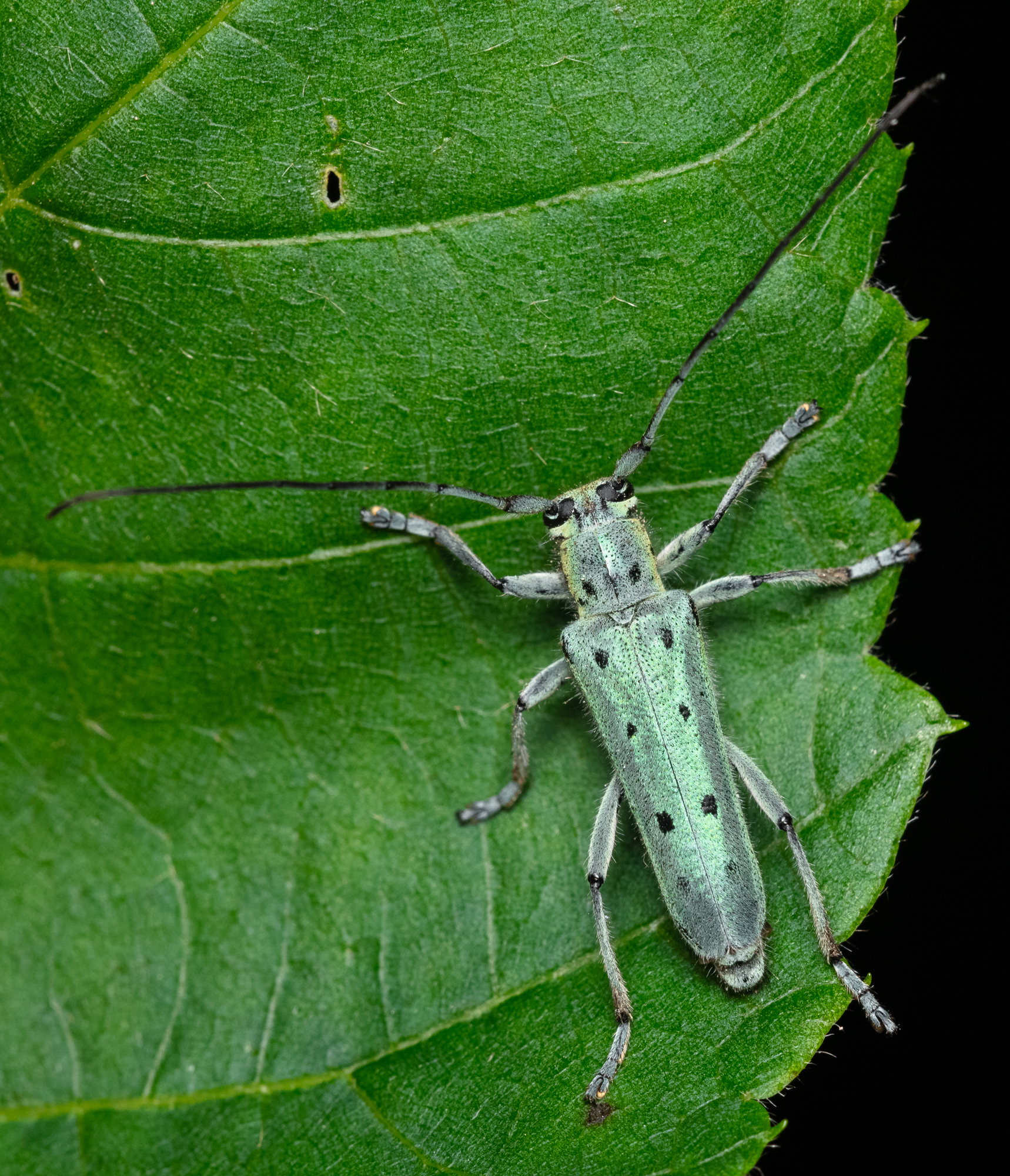 Saperda octopunctata - nyolcpontos cincér