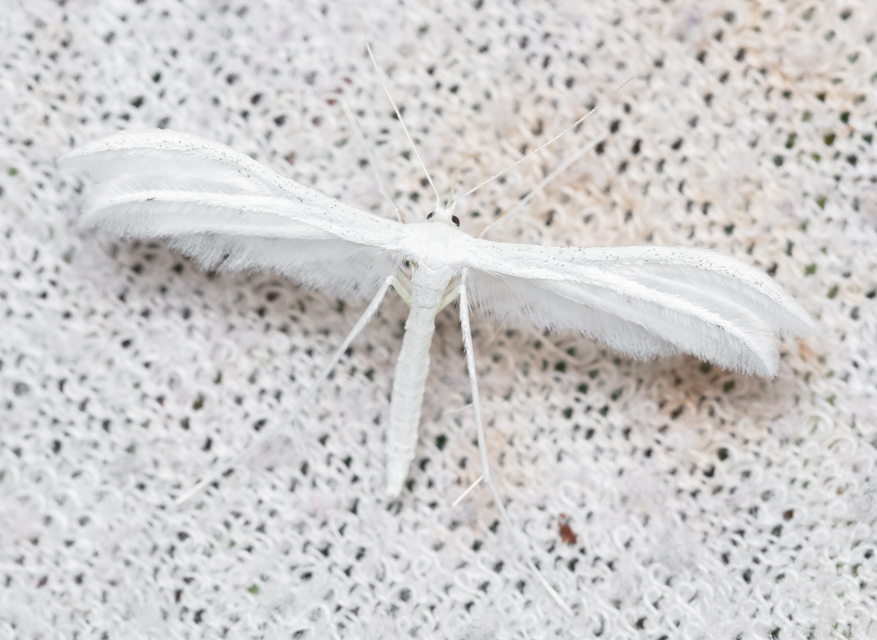 Pterophorus pentadactyla - fehér tollasmoly