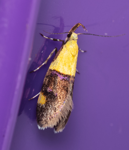 Oecophora bractella - kis díszmoly