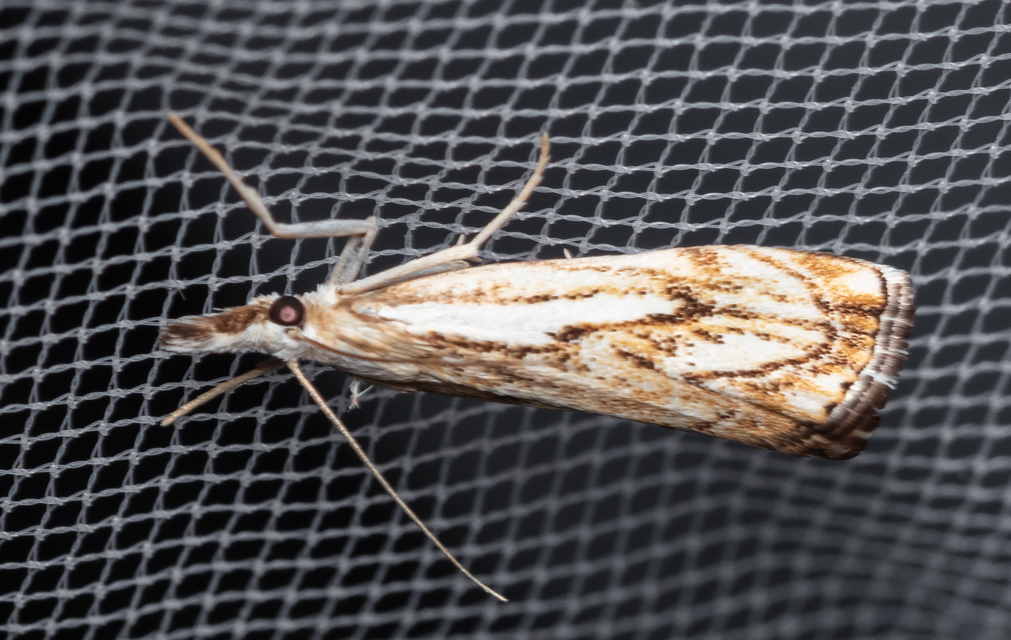 Catoptria falsella - hálós fűgyökérmoly
