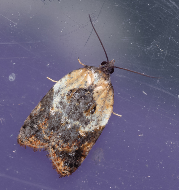 Acleris variegana - tarka levélmoly