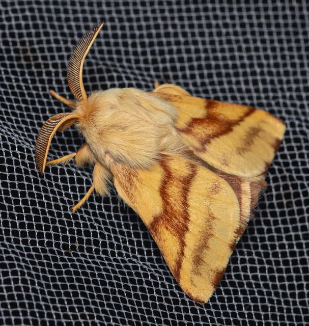 Malacosoma castrensis - kutyatejszövő