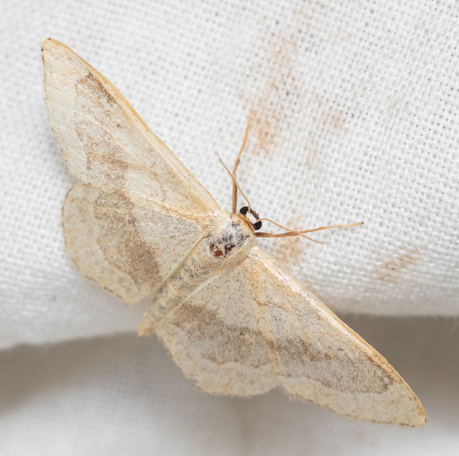 Idaea aversata - nagy sávosaraszoló