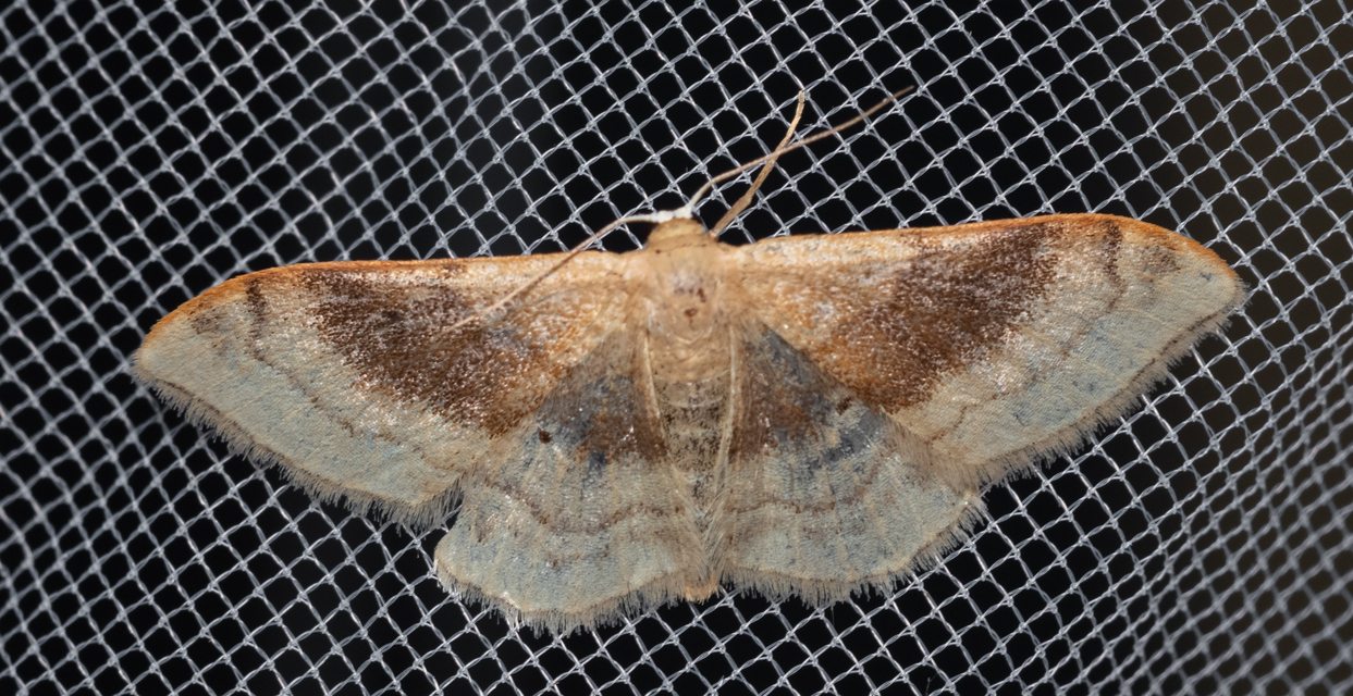 Idaea degeneraria - barnasávos araszoló