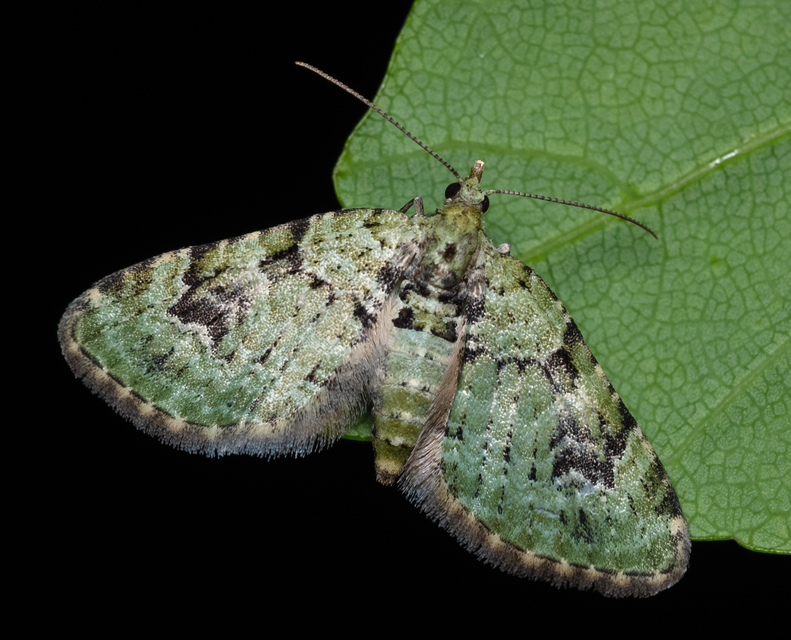 Chloroclystis v-ata - zöldes törpearaszoló