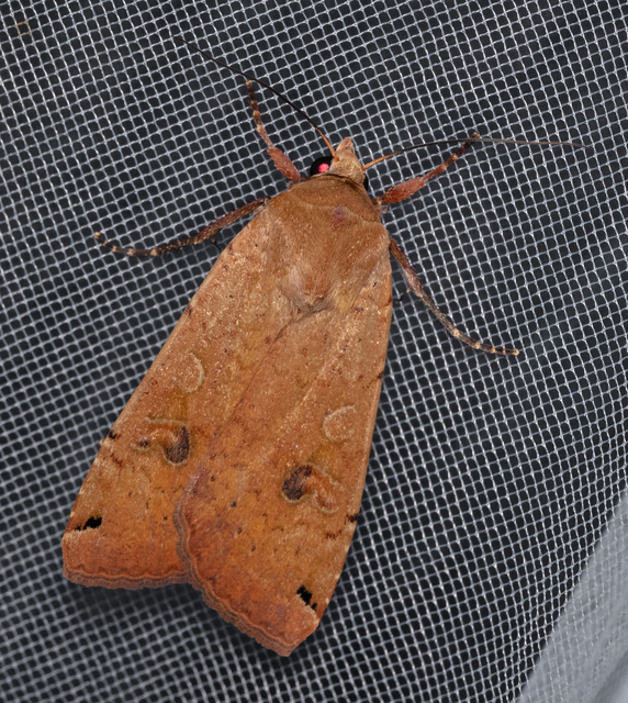 Noctua pronuba - nagy sárgafűbagoly