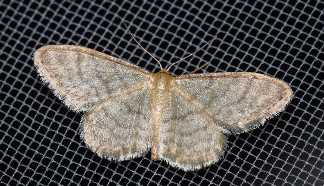 Idaea dilutaria - napvirág-apróaraszoló