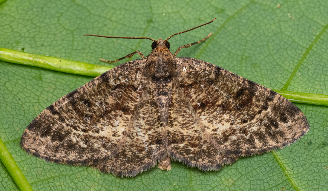 Parectropis similaria - barna zuzmóaraszoló