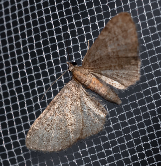 Eupithecia haworthiata - rozsdástestű törpearaszoló