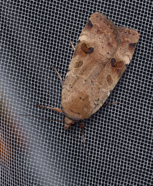 Noctua interposita - köztes sárgafűbagoly