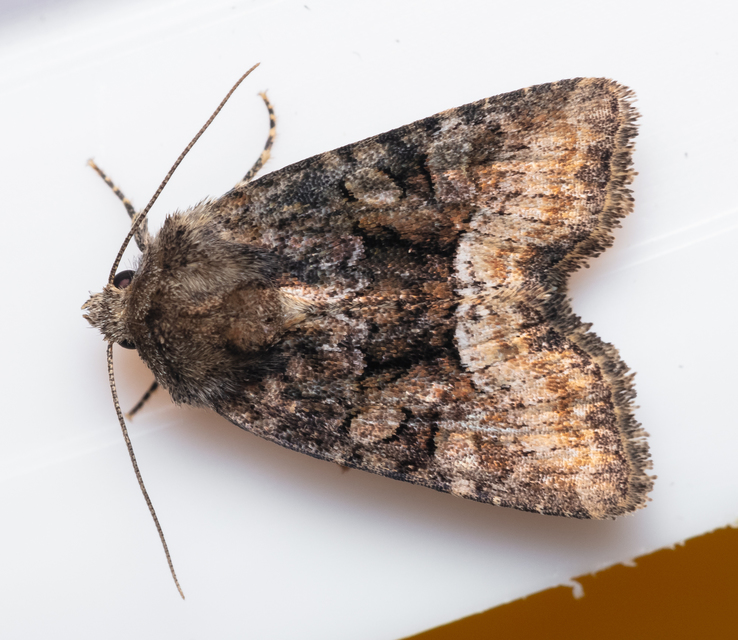 Oligia strigilis/latruncula/versicolor