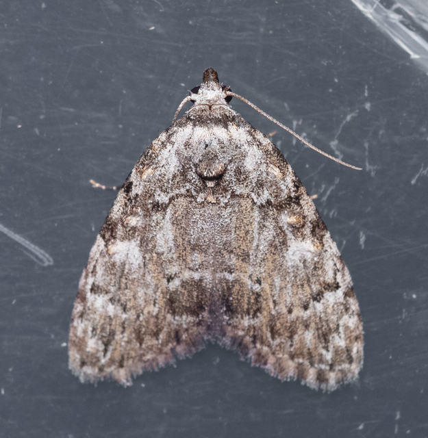 Meganola strigula - hamvas pamacsosszövő