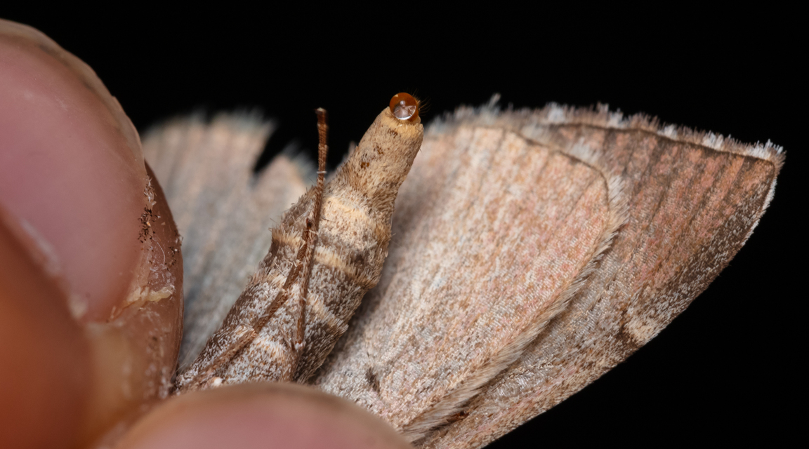 Aplocera plagiata - szürke csíkosaraszoló