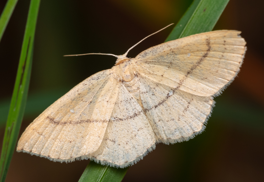 Cyclophora linearia - vonalas pettyesaraszoló