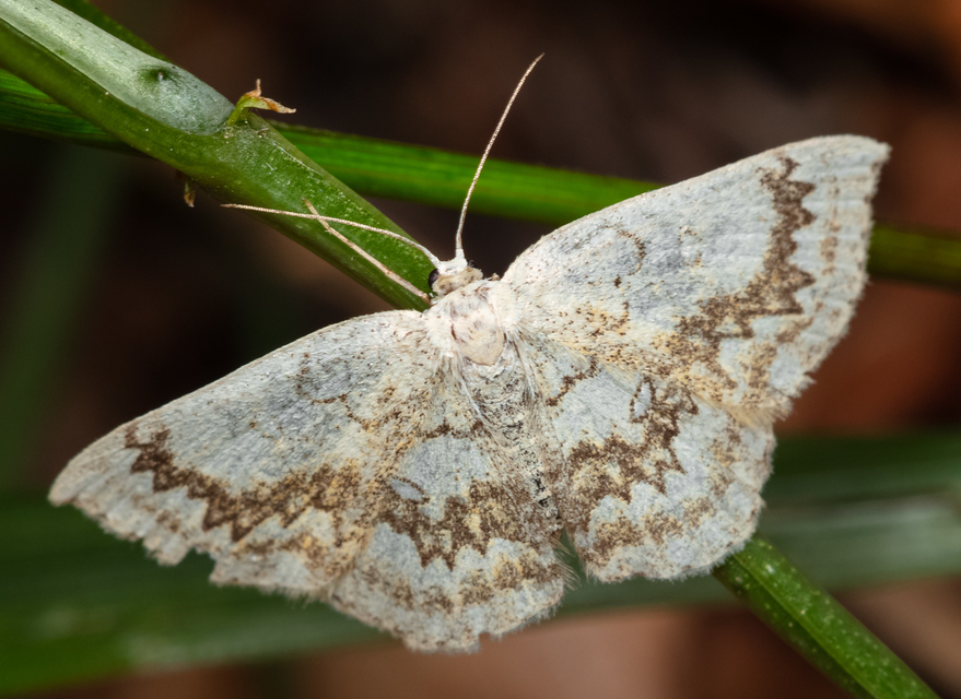 Cyclophora annularia - gyűrűs pettyesaraszoló