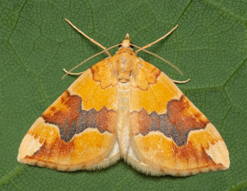Cidaria fulvata - rózsaaraszoló