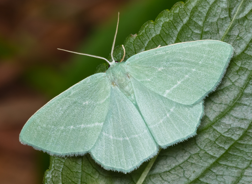 Hemistola chrysoprasaria - kékes zöldaraszoló